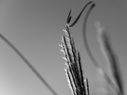 Blowing the wind - Yvan LITRÉ